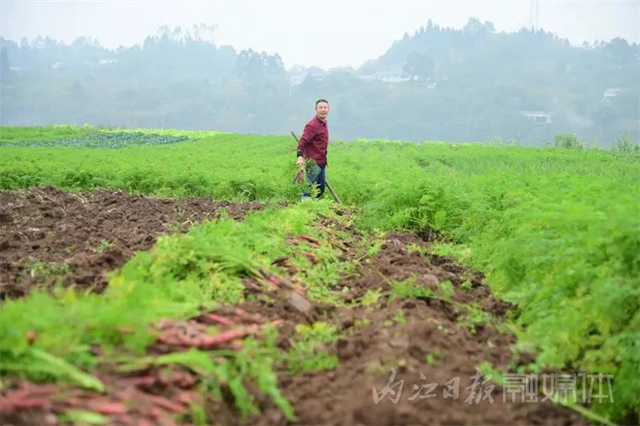 脆甜化渣！内江公认“最好吃”的萝卜丰收啦(图4)
