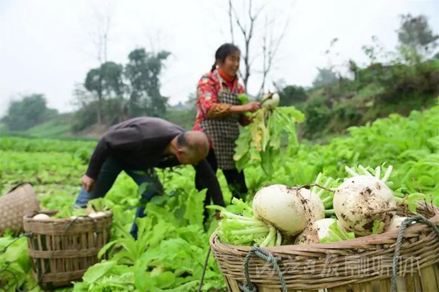 脆甜化渣！内江公认“最好吃”的萝卜丰收啦(图6)