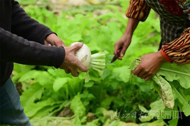 脆甜化渣！内江公认“最好吃”的萝卜丰收啦(图7)