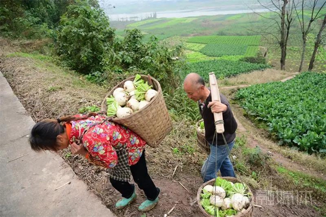 脆甜化渣！内江公认“最好吃”的萝卜丰收啦(图8)