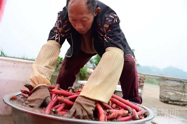 脆甜化渣！内江公认“最好吃”的萝卜丰收啦(图9)