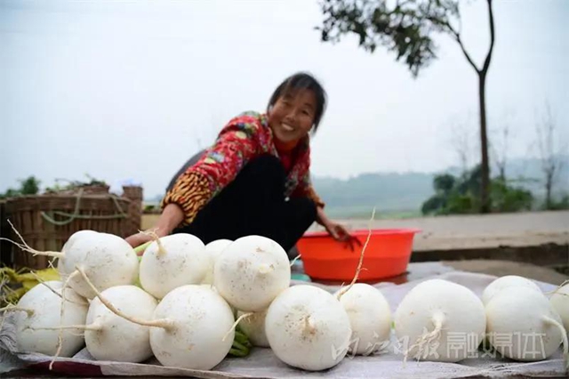 脆甜化渣！内江公认“最好吃”的萝卜丰收啦(图11)