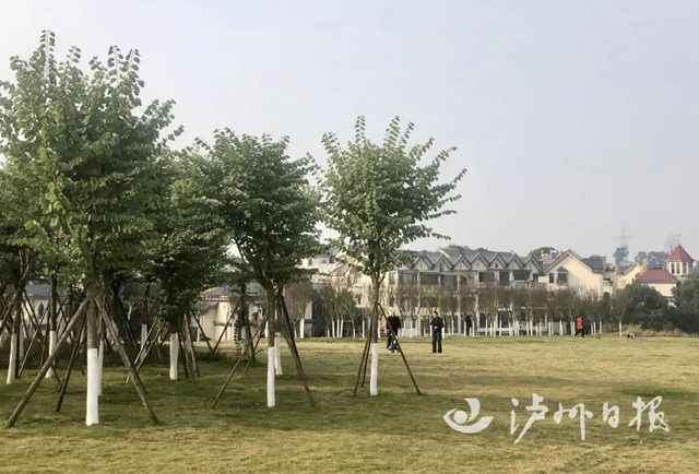 规划多个景点！泸州又一座滨江公园来了(图5)