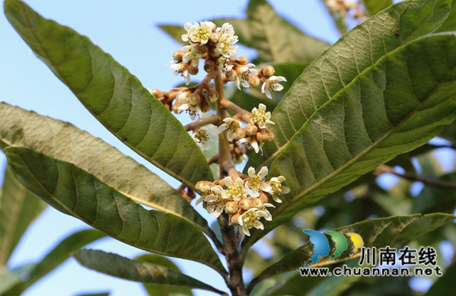 纳溪：甜蜜“花经济””绽放“花产业”(图1)