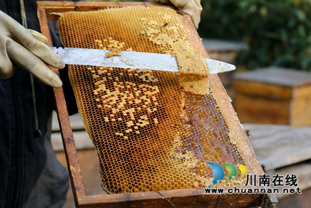 纳溪：甜蜜“花经济””绽放“花产业”(图2)