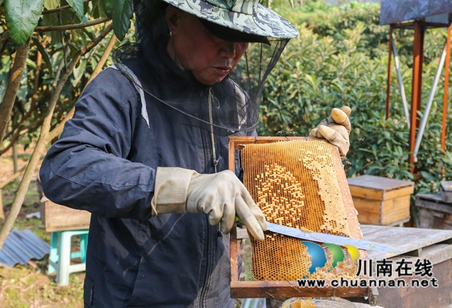 纳溪：甜蜜“花经济””绽放“花产业”(图3)