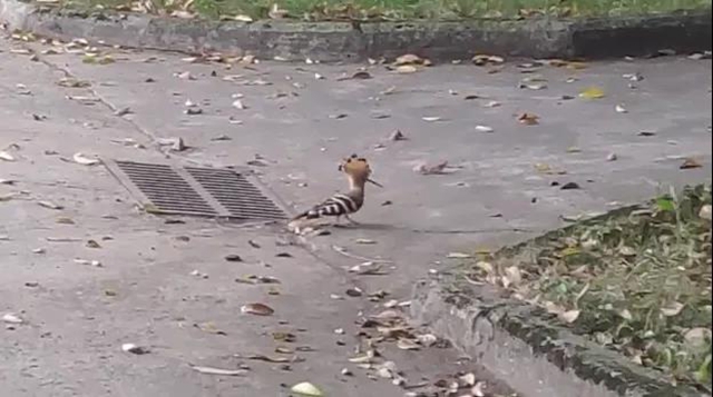 合江白鹤林里出现了个老朋友……(图1)