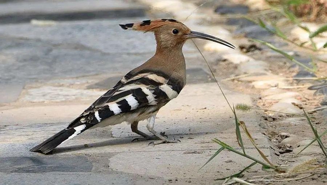 合江白鹤林里出现了个老朋友……(图4)