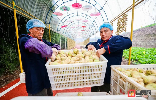 厉害了！自贡这条网红长廊销售产值预计近2亿(图5)