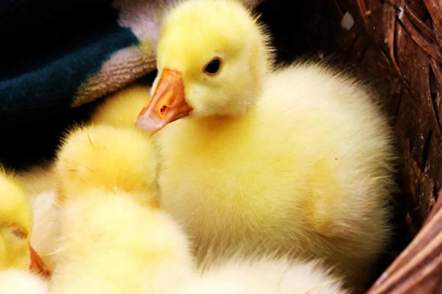 有一种逛街：赶场，你好久没去了？！(图16)