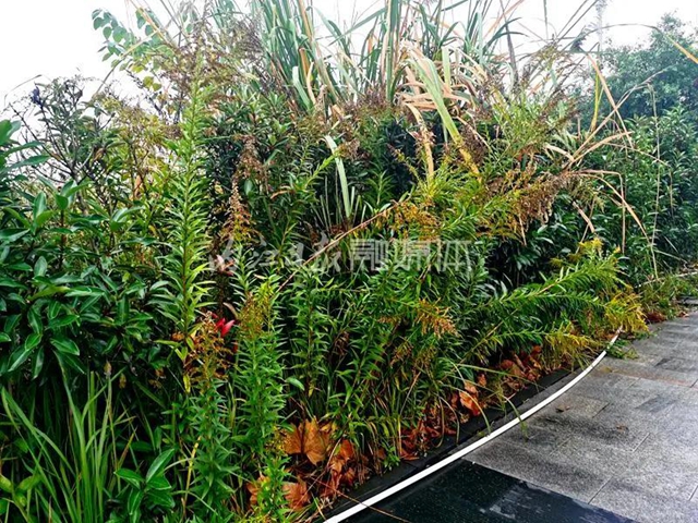 市民反映：内江城区这里发现成片疑似“恶魔之花”(图3)