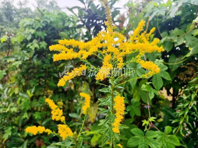 市民反映：内江城区这里发现成片疑似“恶魔之花”