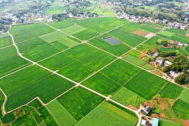 四川实现面积单产总产“三增”！泸州市农业农村局拟获全国粮食生产先进集体表彰(图3)