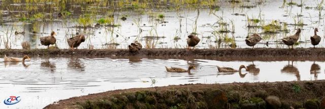 警惕！泸州发生人感染禽流感病例。如何正确认识和预防？