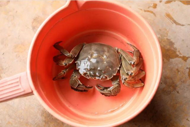 15亩，龙马潭的红膏蟹上市咯！(图6)