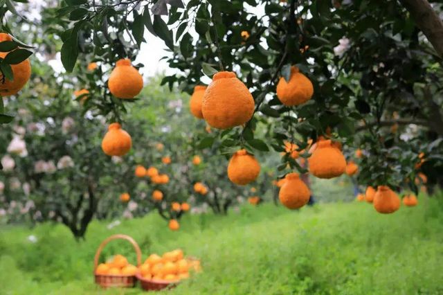 四川5地上榜全国农业现代化示范区，来看看有你家乡吗？(图6)