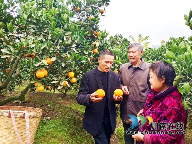 江阳区通滩镇：村支书变“促销员”，甜蜜致富梦“橙”真
