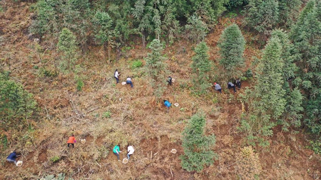 快看，古蔺彰德街道荒山地里长出“金疙瘩”！(图1)