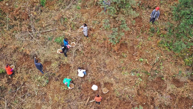 快看，古蔺彰德街道荒山地里长出“金疙瘩”！(图2)