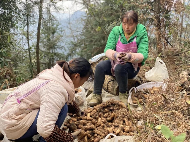 快看，古蔺彰德街道荒山地里长出“金疙瘩”！(图3)