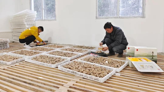 快看，古蔺彰德街道荒山地里长出“金疙瘩”！(图5)