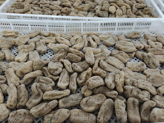 快看，古蔺彰德街道荒山地里长出“金疙瘩”！(图8)