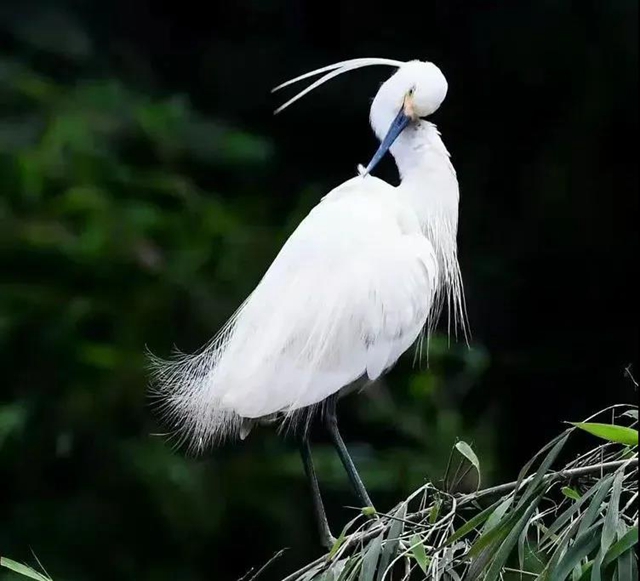 叙永：争渡，争渡，惊起一滩鸥鹭(图1)