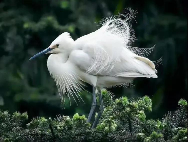 叙永：争渡，争渡，惊起一滩鸥鹭(图2)