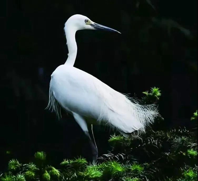 叙永：争渡，争渡，惊起一滩鸥鹭(图3)