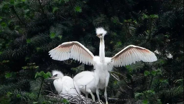 叙永：争渡，争渡，惊起一滩鸥鹭(图6)