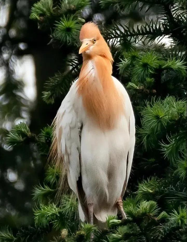 叙永：争渡，争渡，惊起一滩鸥鹭(图7)