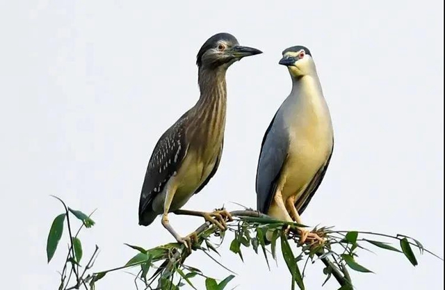 叙永：争渡，争渡，惊起一滩鸥鹭(图9)