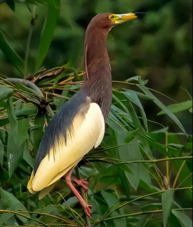 叙永：争渡，争渡，惊起一滩鸥鹭(图8)