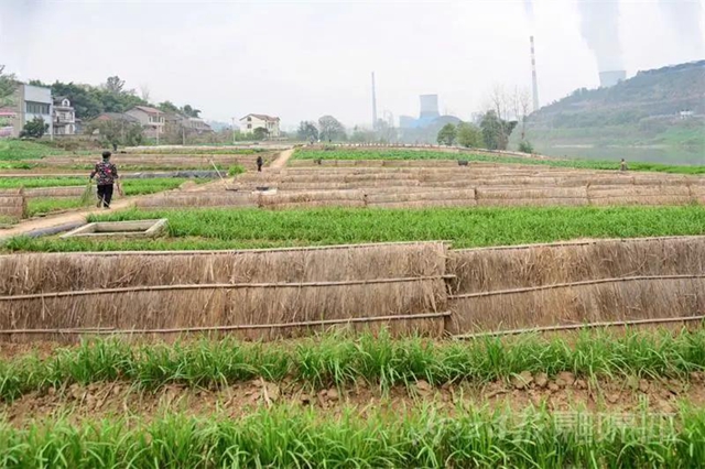 揭秘！内江牛肉面必加的韭黄，原来是这样来的！(图1)