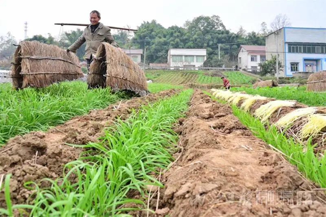 揭秘！内江牛肉面必加的韭黄，原来是这样来的！(图2)