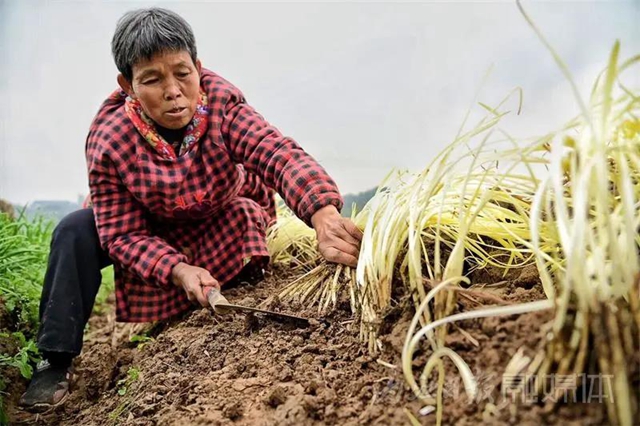 揭秘！内江牛肉面必加的韭黄，原来是这样来的！(图3)