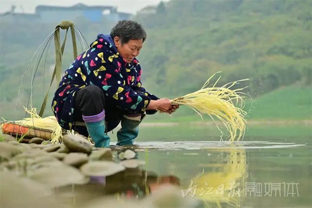 揭秘！内江牛肉面必加的韭黄，原来是这样来的！(图5)