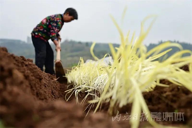 揭秘！内江牛肉面必加的韭黄，原来是这样来的！(图7)