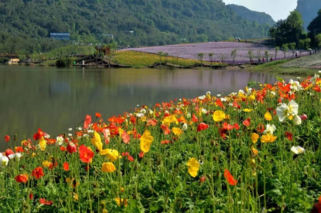 污水沟旁种出500亩花海，泸州纳溪打造“中国最美小流域”示范样板(图2)