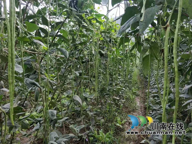 古蔺县观文镇：乡贤助力发展绿色有机高山蔬菜，打通乡村脱贫振兴路