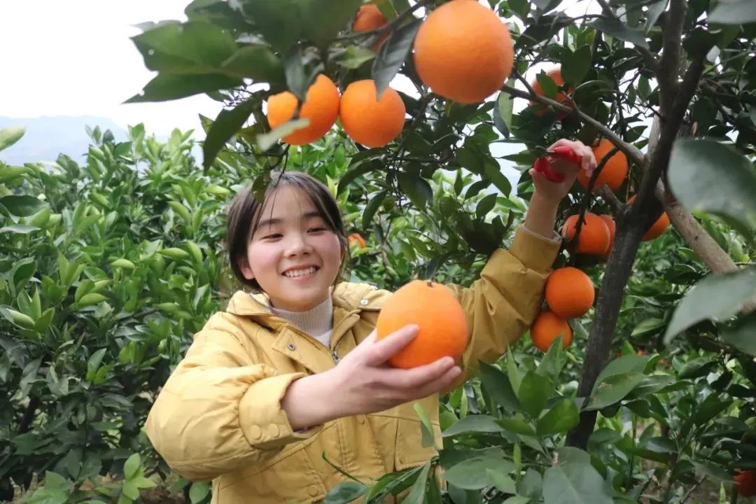 暖冬时节，这所学校师生邀您齐享良“橙”美景(图1)