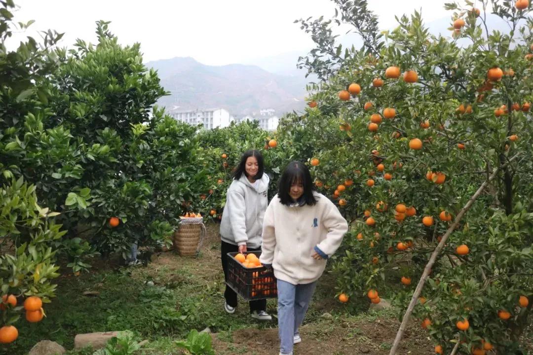 暖冬时节，这所学校师生邀您齐享良“橙”美景(图3)