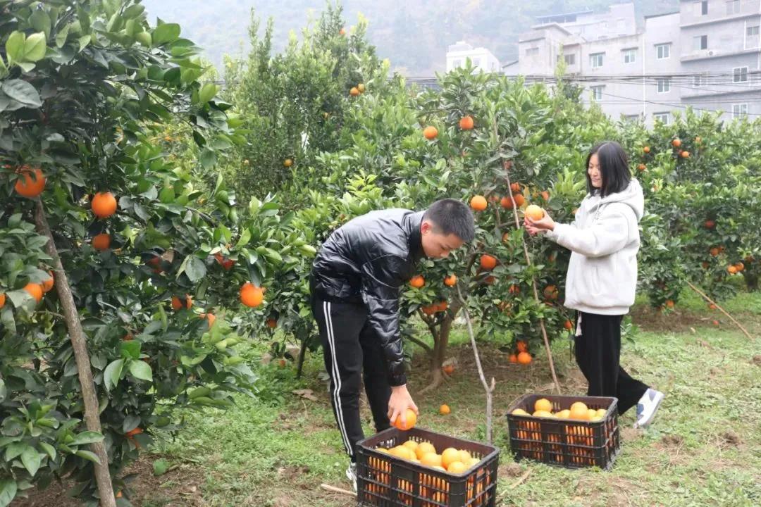 暖冬时节，这所学校师生邀您齐享良“橙”美景(图4)