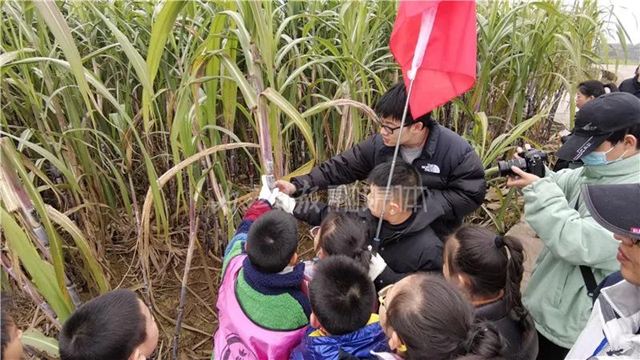 真甜！50名内江学生甘蔗地里寻“甜味儿”(图2)