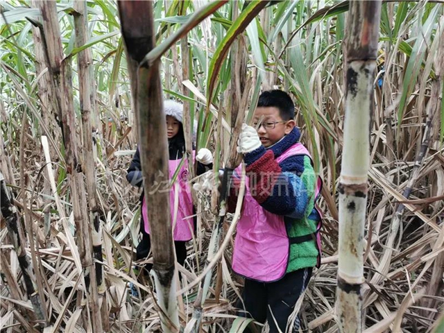 真甜！50名内江学生甘蔗地里寻“甜味儿”(图3)