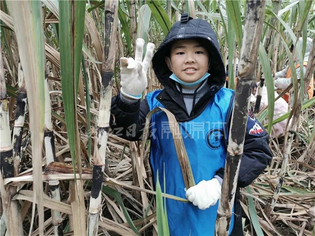 真甜！50名内江学生甘蔗地里寻“甜味儿”(图4)