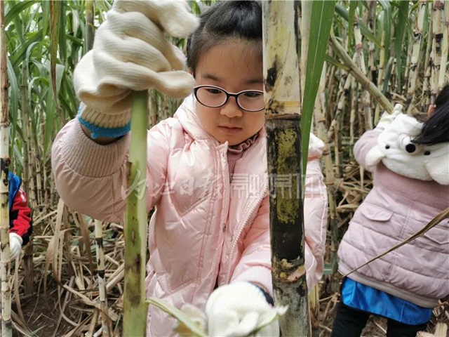 真甜！50名内江学生甘蔗地里寻“甜味儿”(图5)