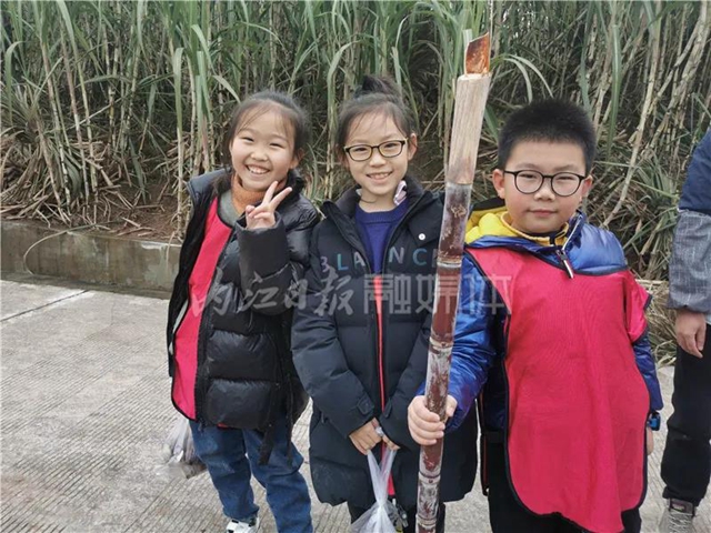 真甜！50名内江学生甘蔗地里寻“甜味儿”(图7)