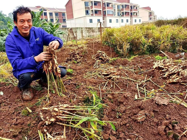 应对生姜价跌，江阳农民自种自销不减收
