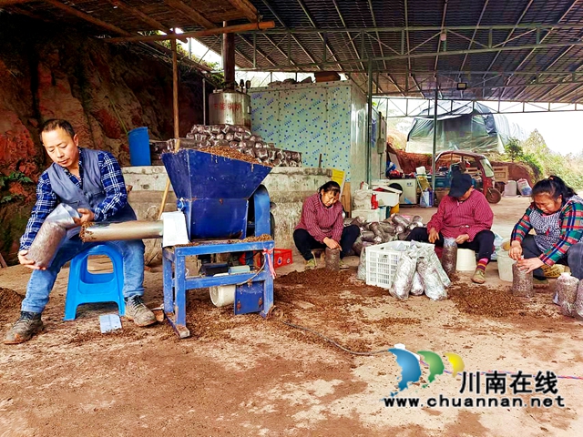 纳溪区合面镇：摇身一变，李树树枝成了菌包和肥料